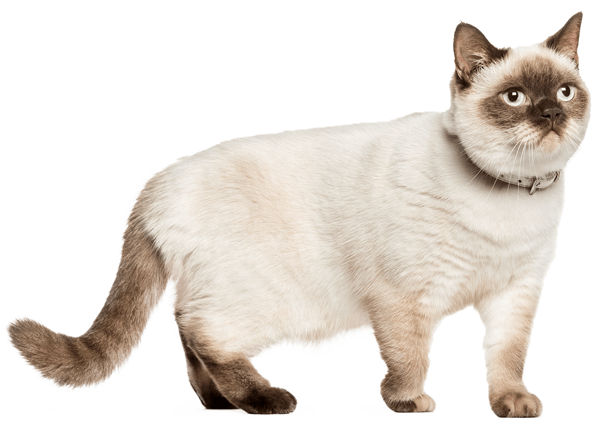 white cat walking