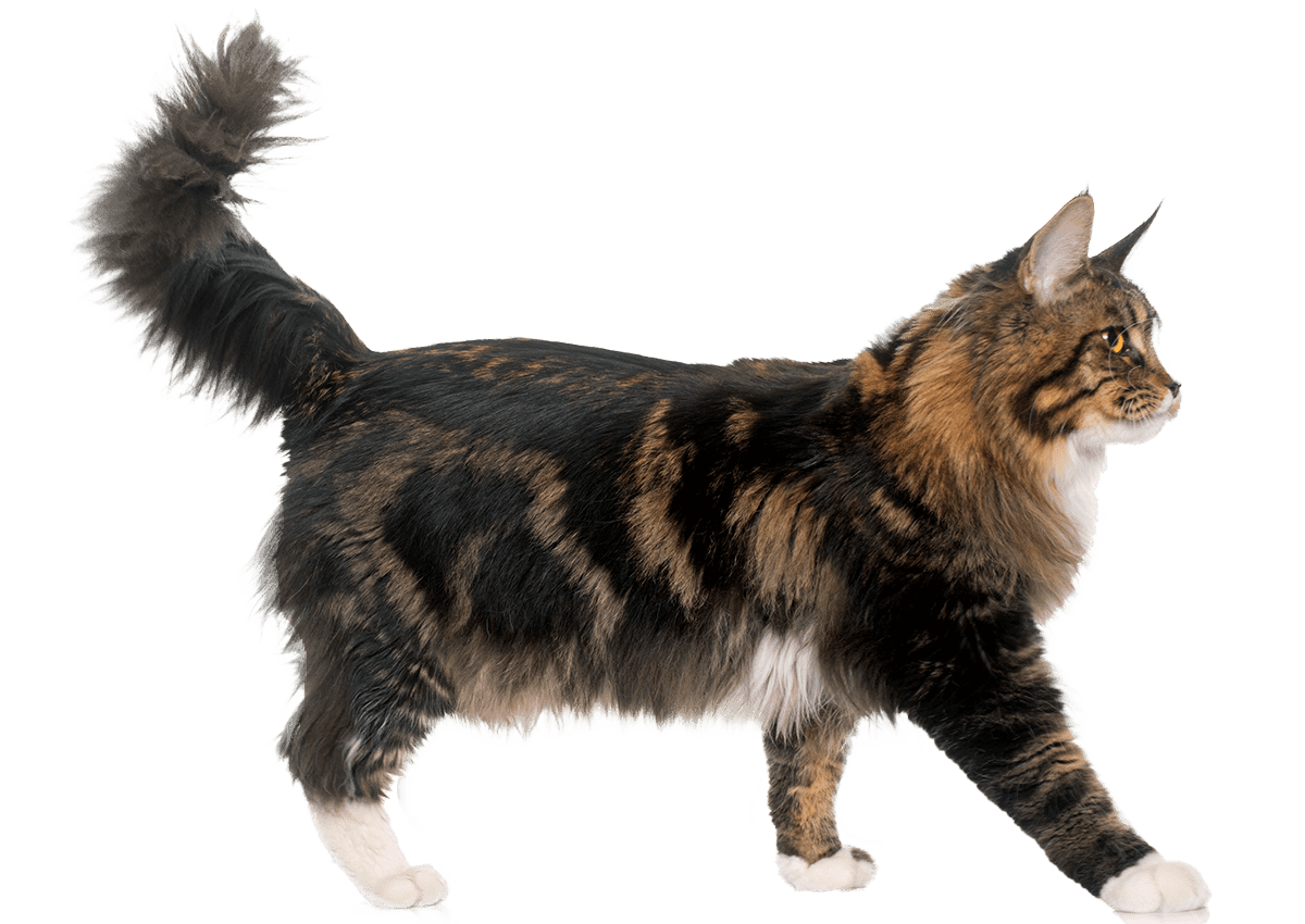 fluffy cat walking side