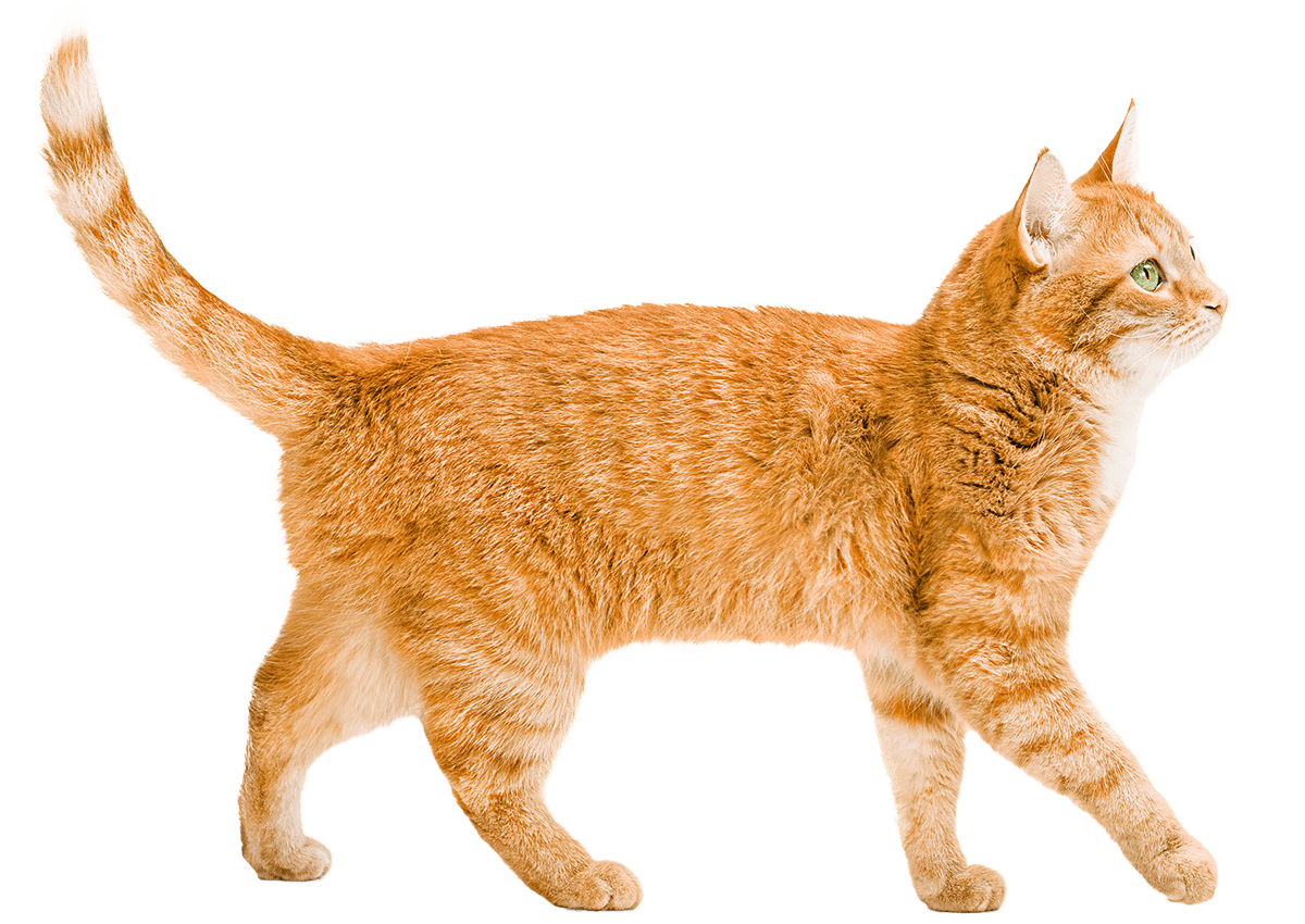 ginger cat walks
