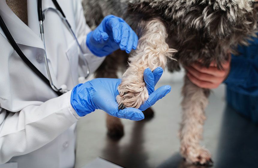 veterinarian holding dog's paw