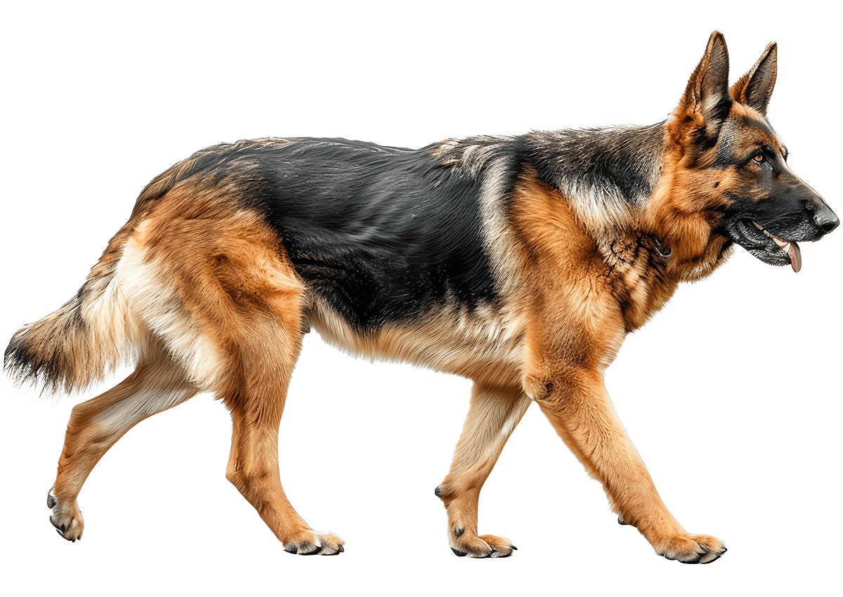 german shepherd dog walking
