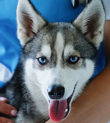 cute husky at veterinarian appointment
