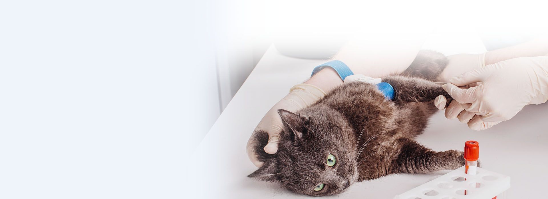 veterinary makes blood test to cat