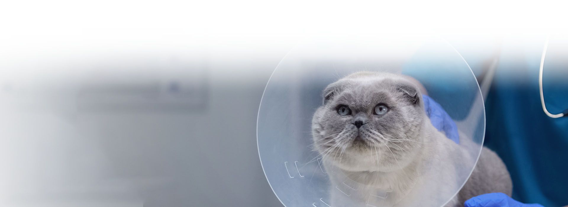 cat with recovery cone after surgery