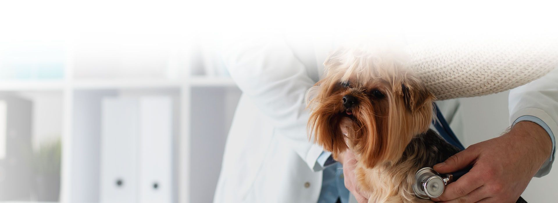cute dog during consultation