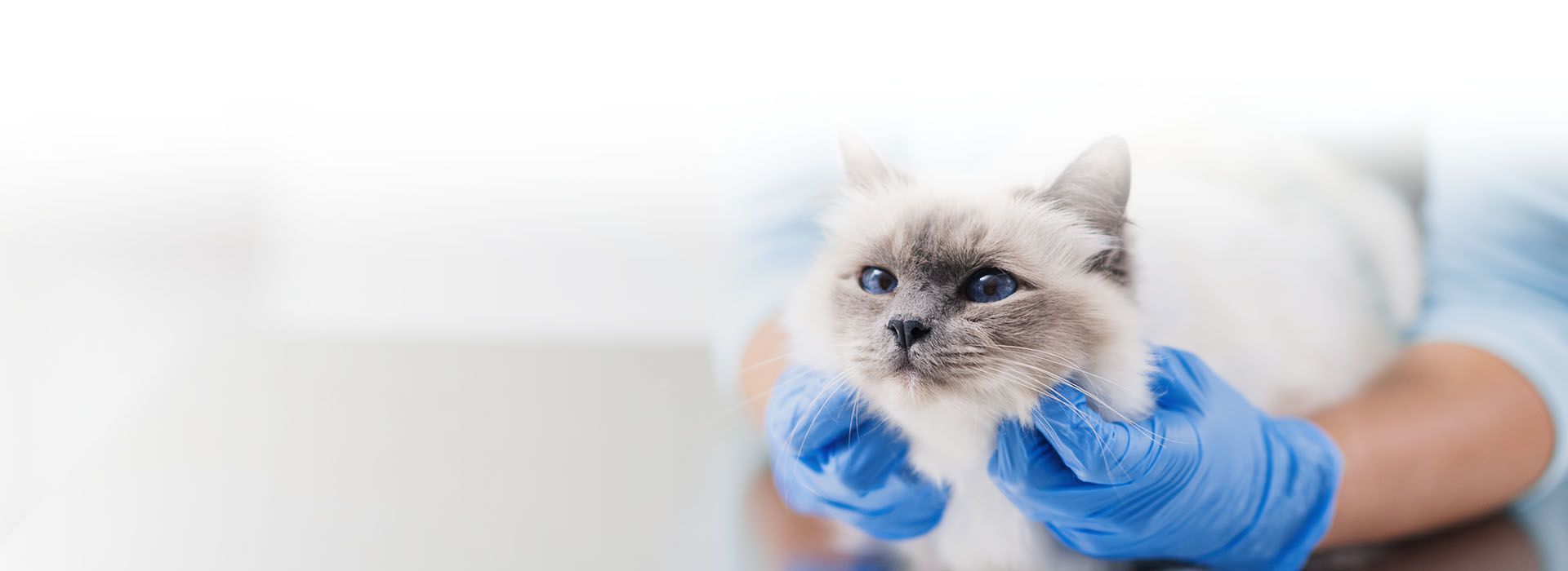 vet holding cute cat at examining room