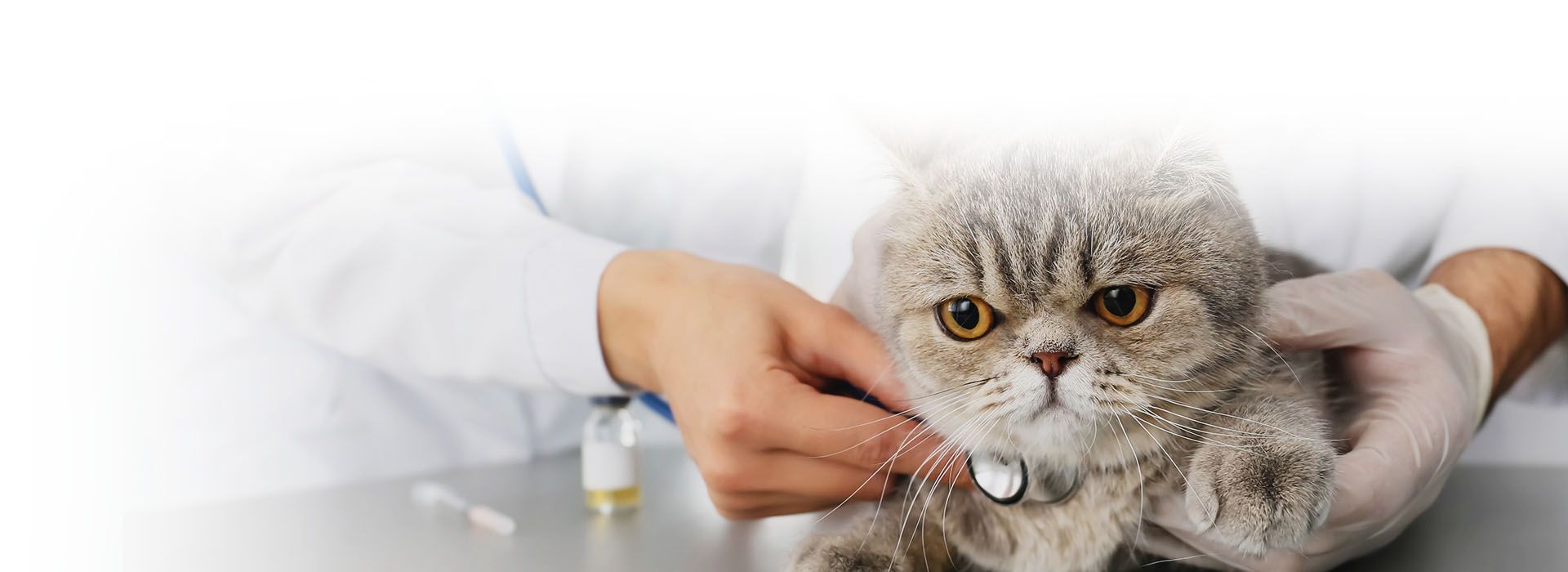 veterinary checking cat with stethoscope