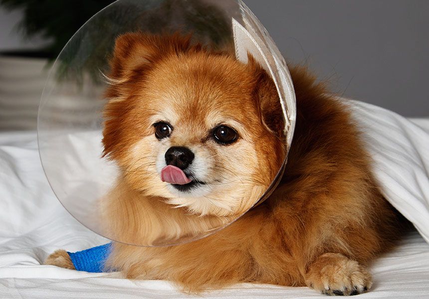 funny dog with collar after surgery
