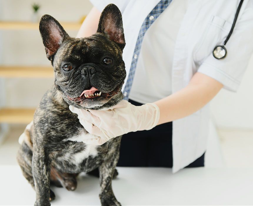 french bulldog dog veterinarian at vet clinic