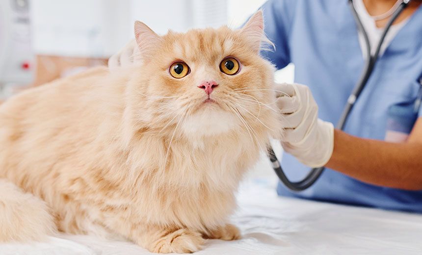 doctor checking cat's heart